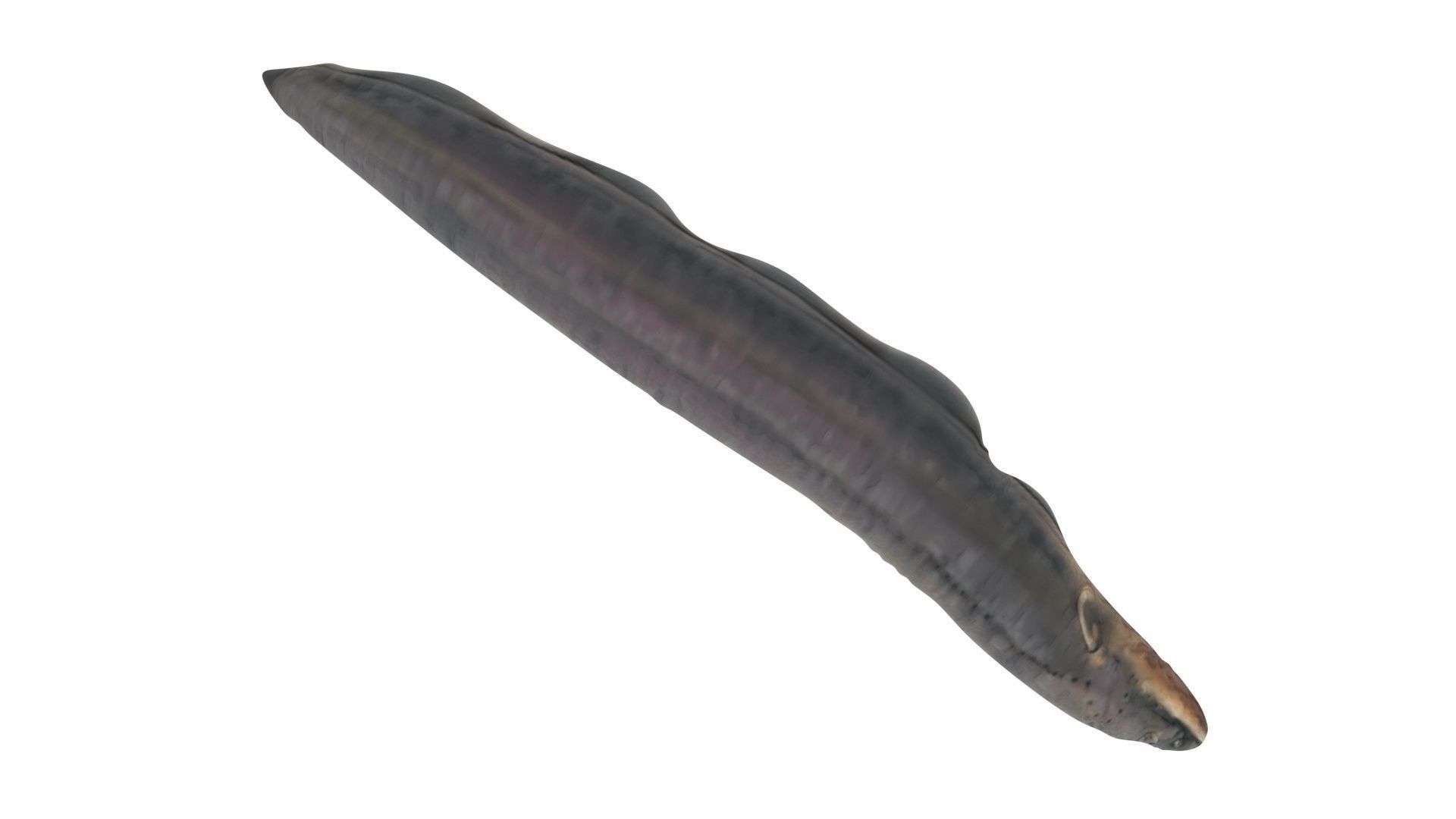 Electric Eel 3D model_10