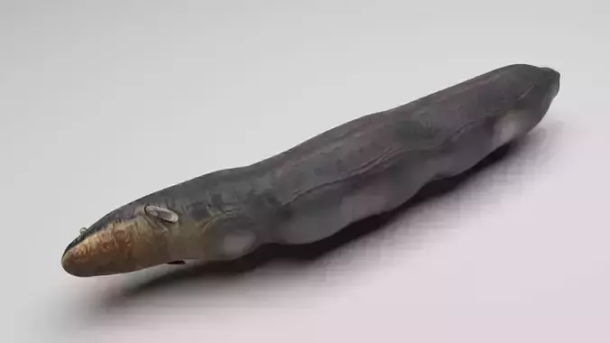 Electric Eel