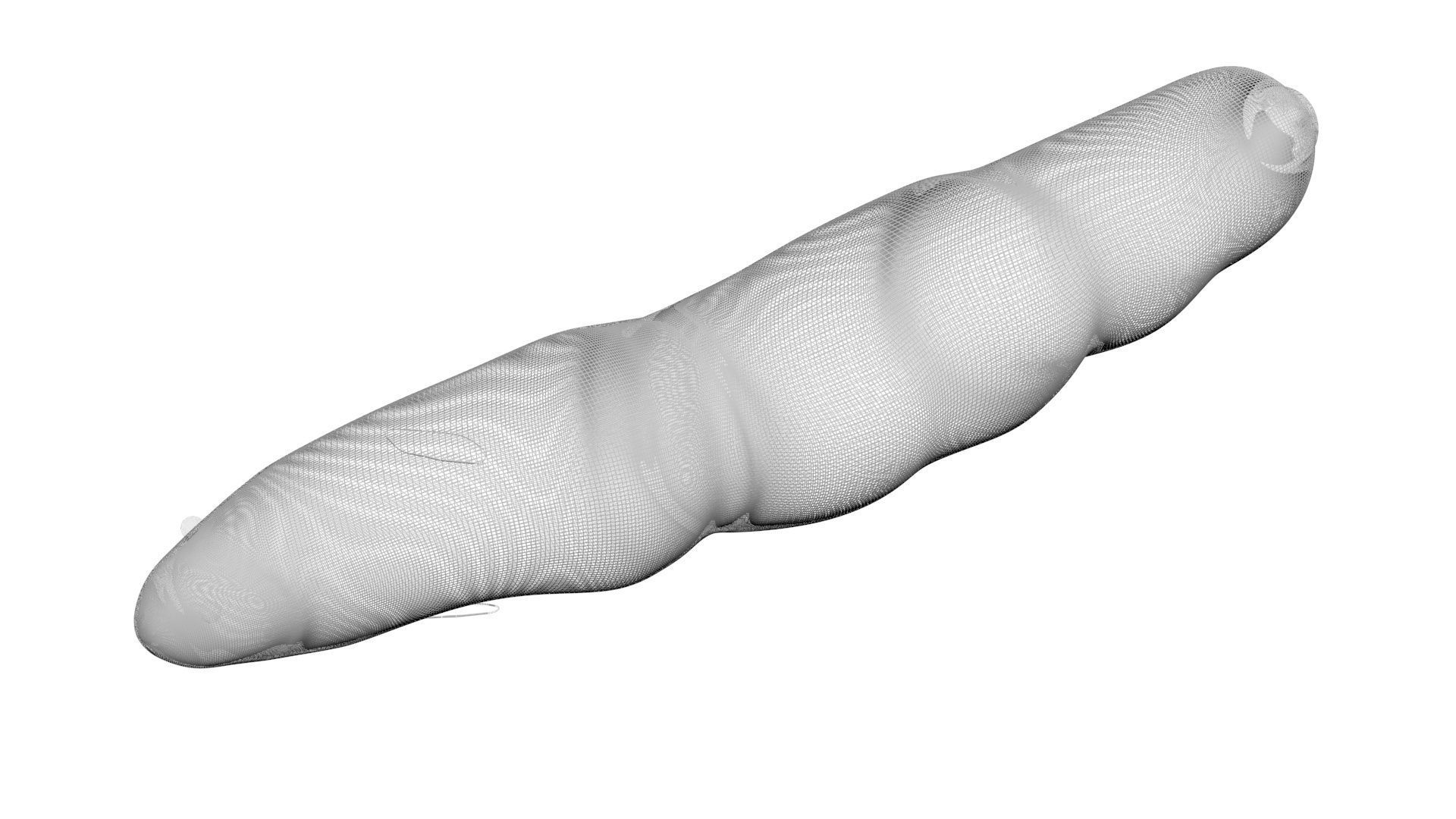 Electric Eel 3D model_14