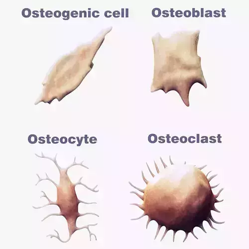 Osteo Cell Anatomy Pack