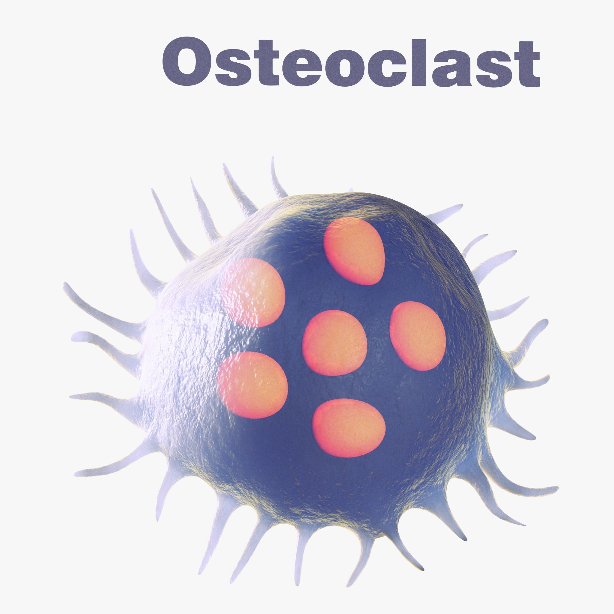 Osteo Cell Anatomy Pack 3D model_2