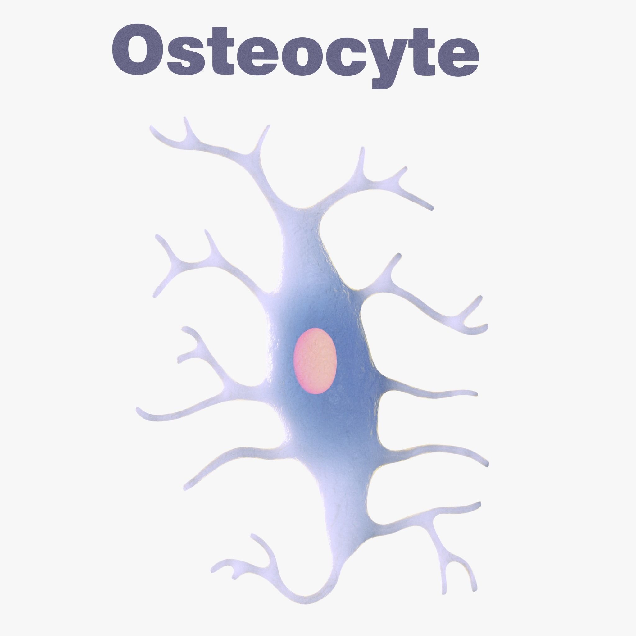 Osteo Cell Anatomy Pack 3D model_4