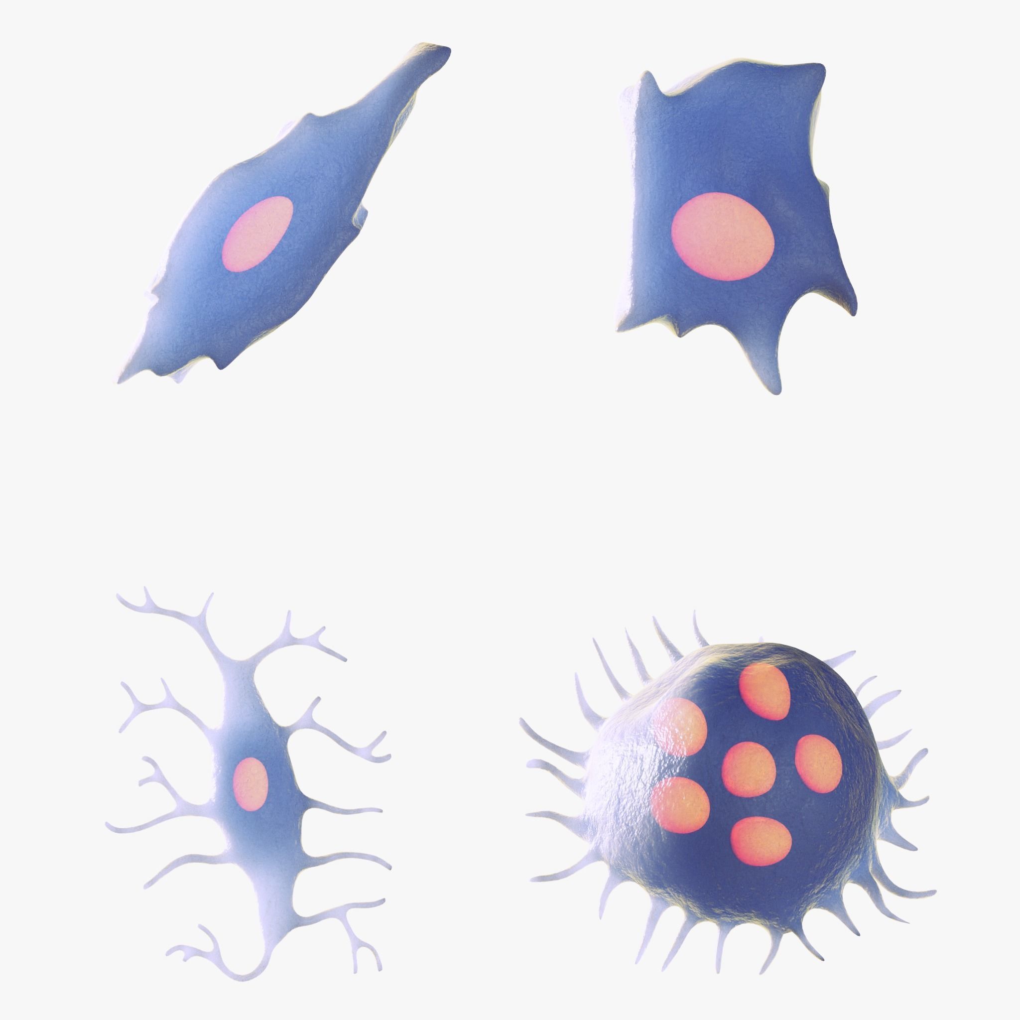 Osteo Cell Anatomy Pack 3D model_1