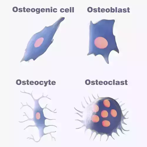 Osteo Cell Anatomy Pack