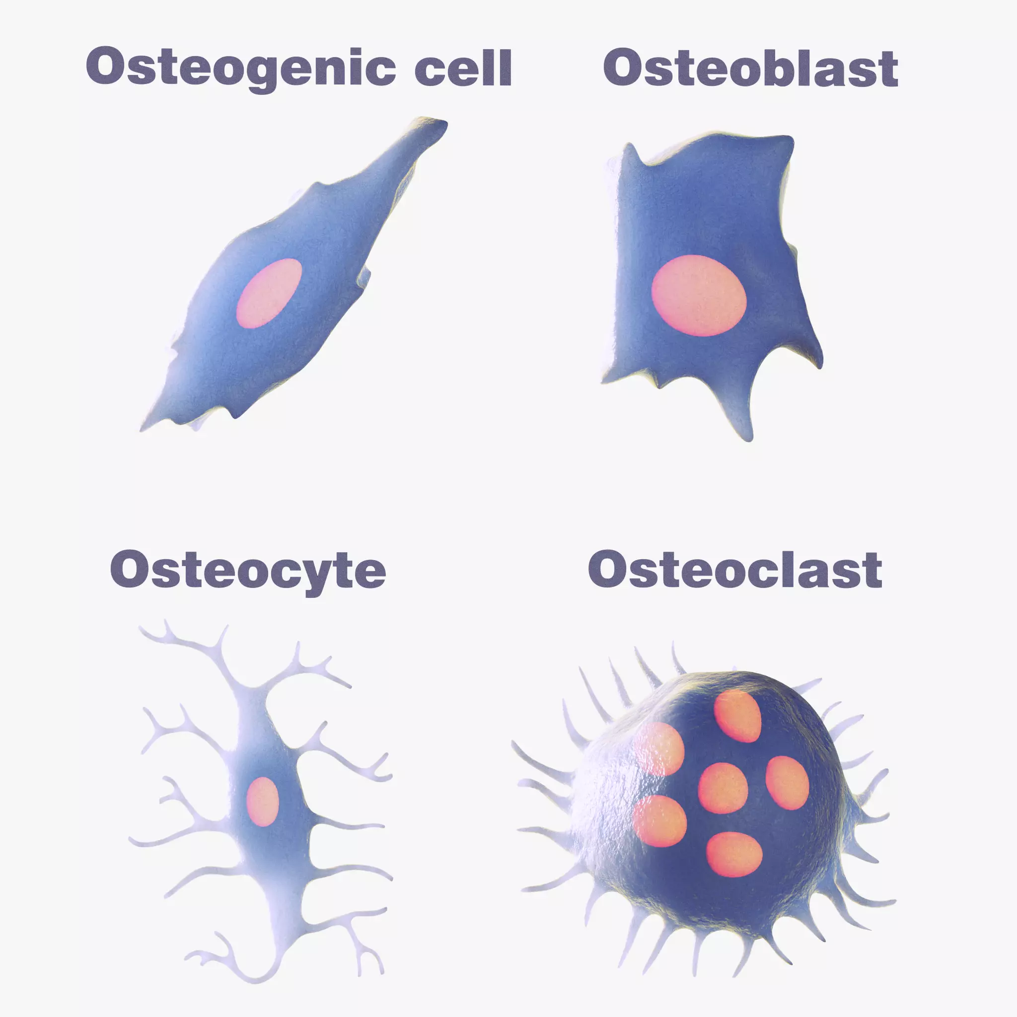 Osteo Cell Anatomy Pack 3D model_0