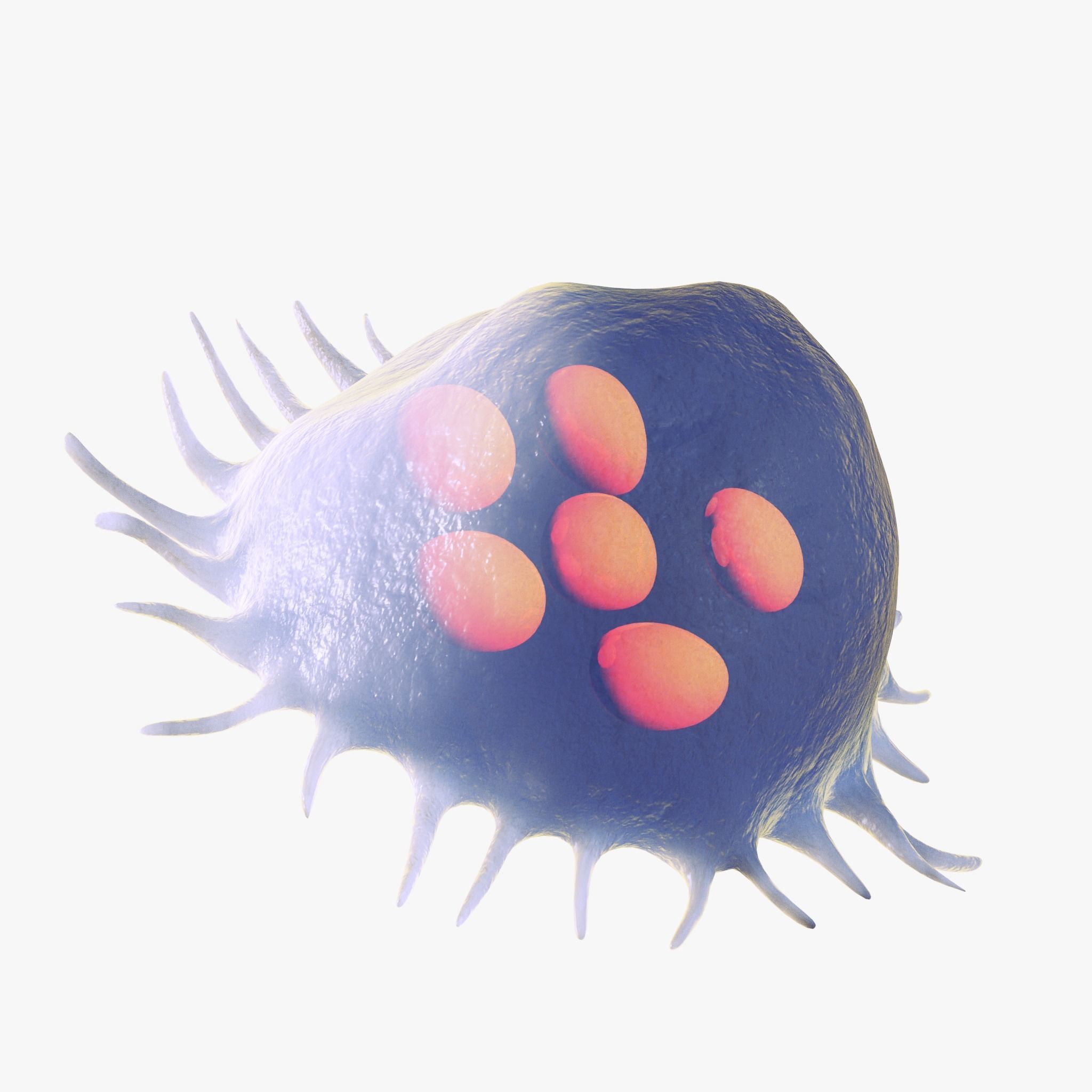 Osteo Cell Anatomy Pack 3D model_3