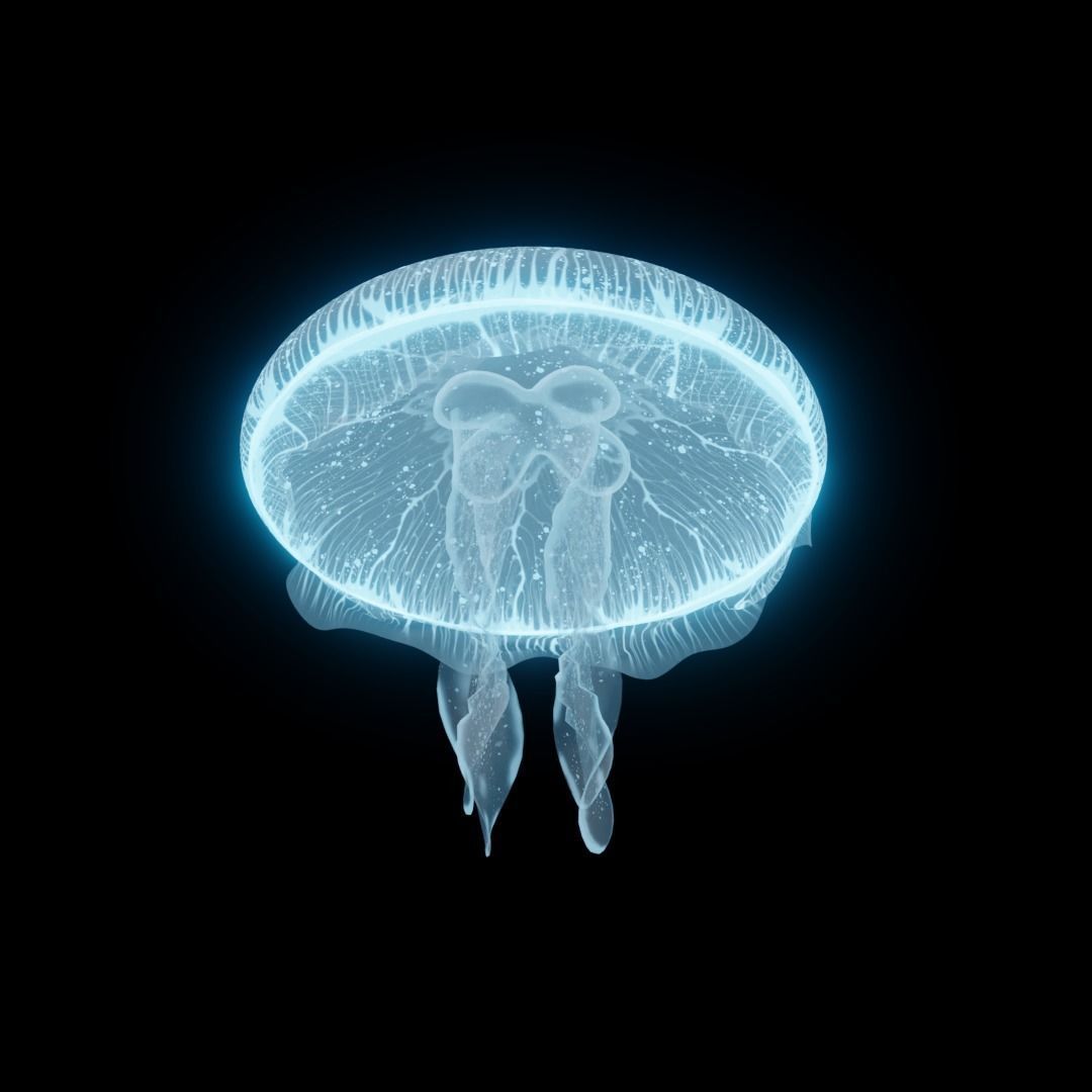 JELLYFISH 3D model_1