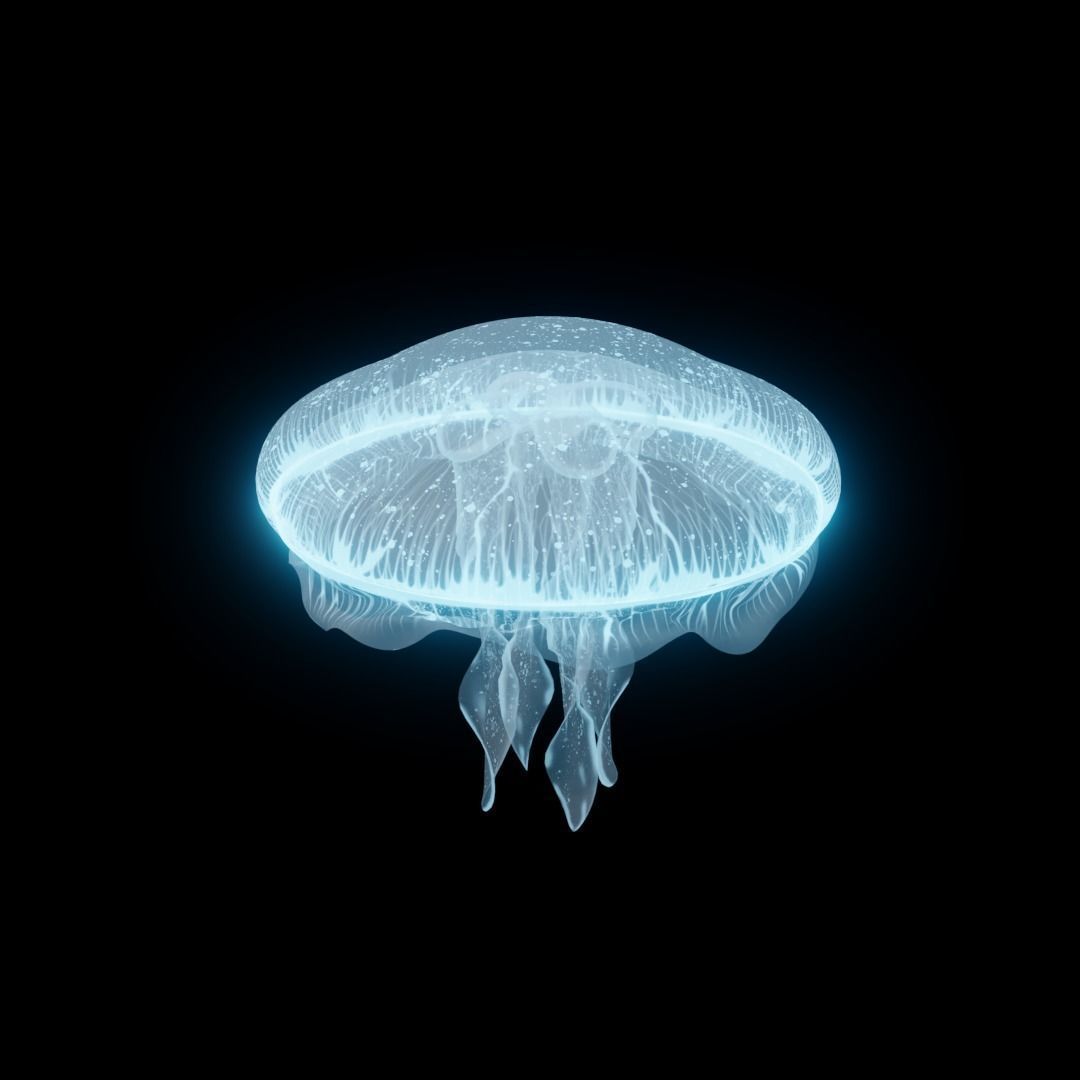 JELLYFISH 3D model_2