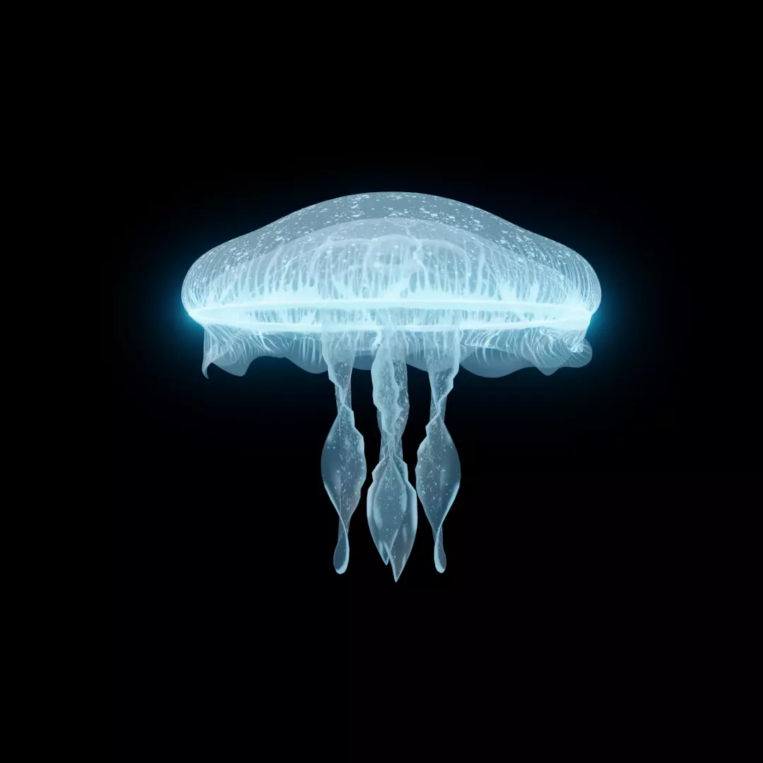JELLYFISH 3D model_0