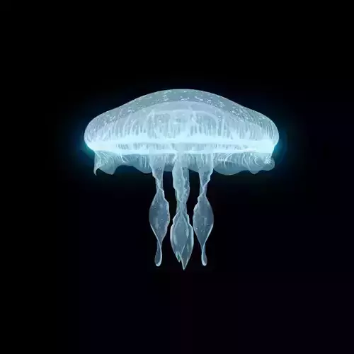 JELLYFISH