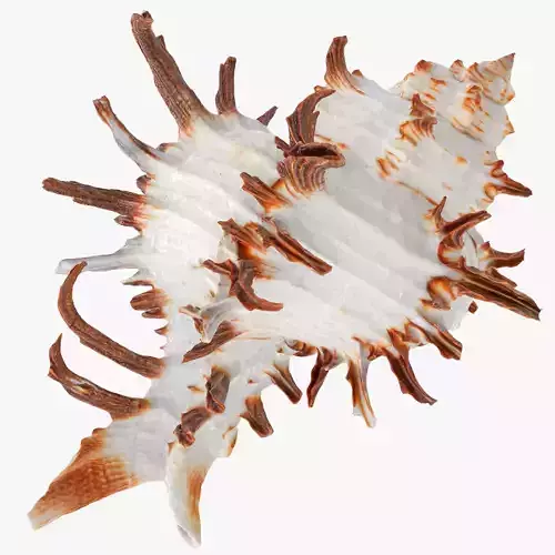Chicoreus chicoreum Murex Endivia Sea Shell