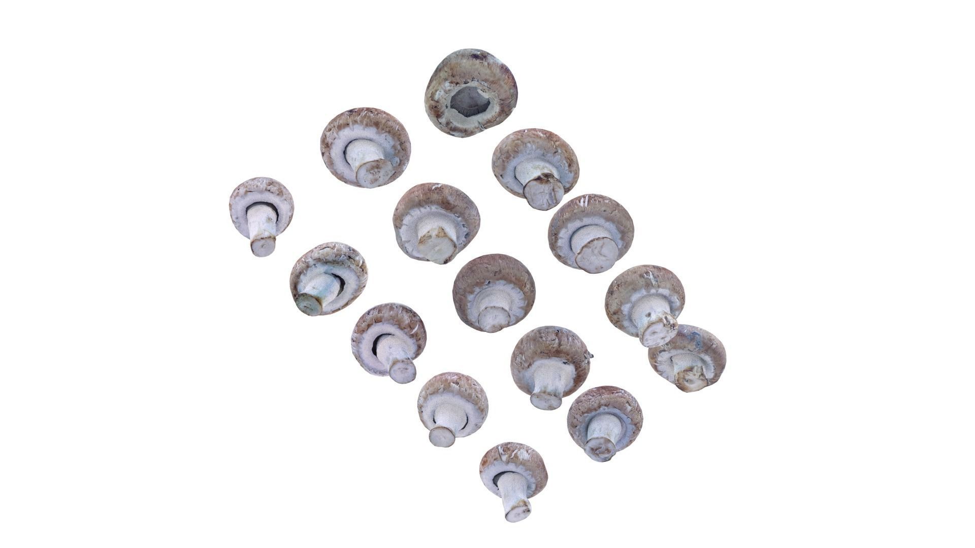 Brown Mushroom Scan Set Low-poly 3D model_16