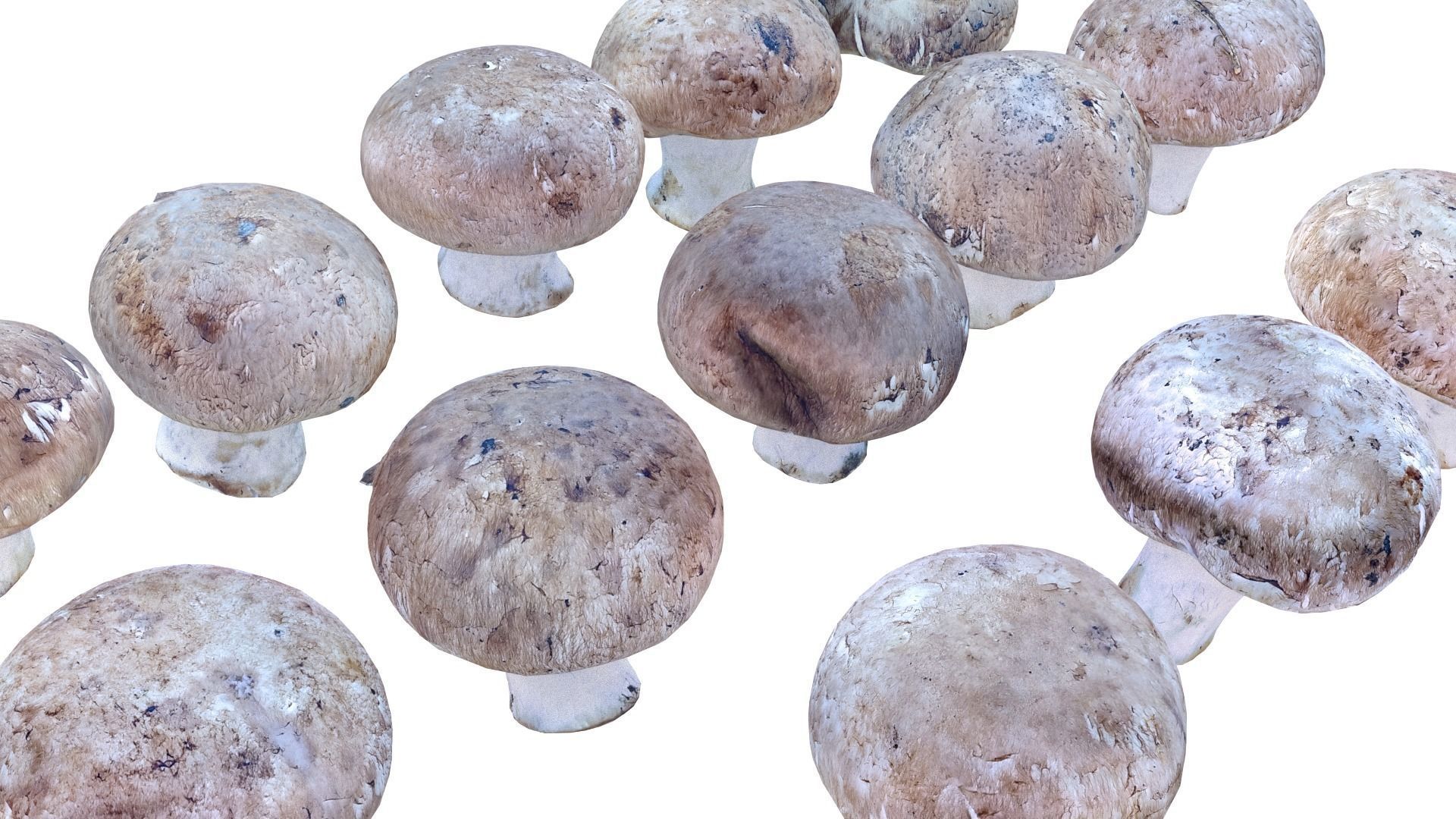 Brown Mushroom Scan Set Low-poly 3D model_27