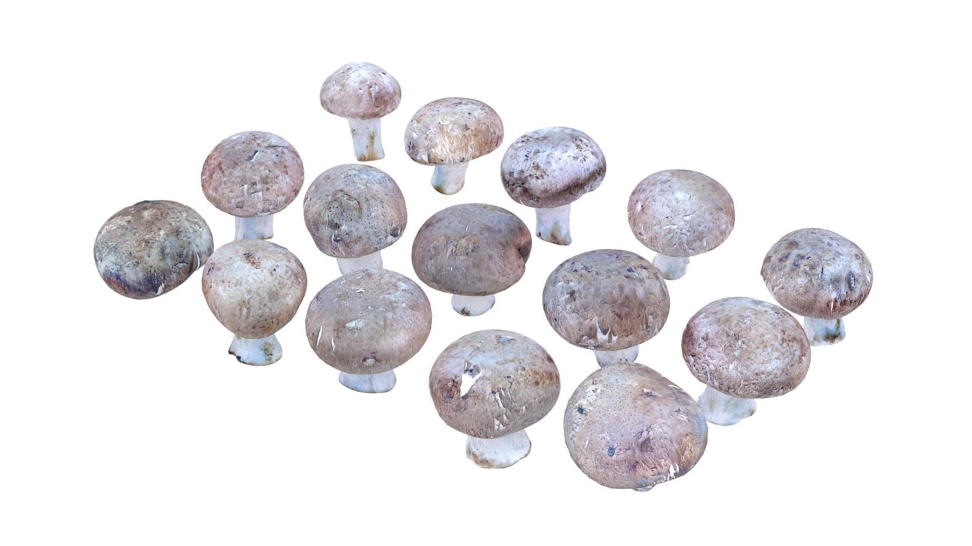 Brown Mushroom Scan Set Low-poly 3D model_13
