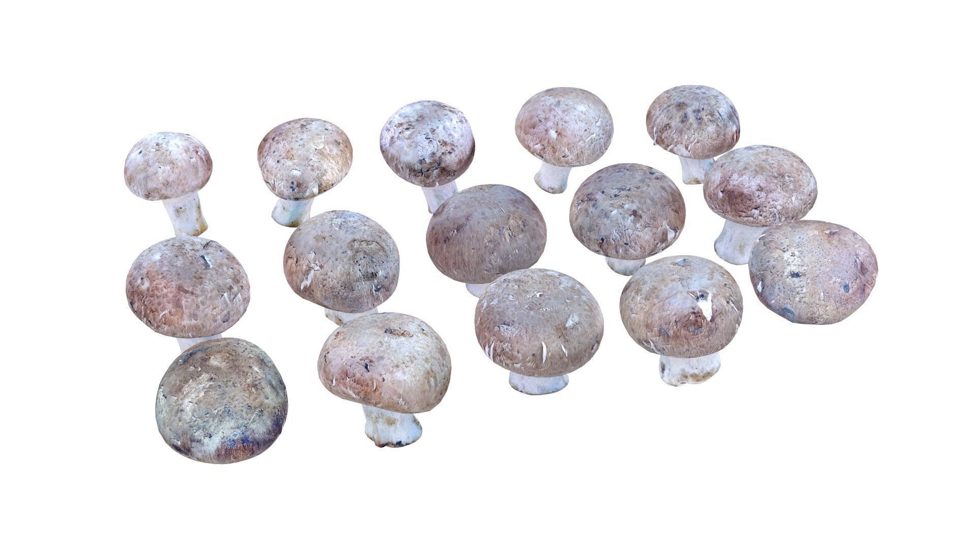 Brown Mushroom Scan Set Low-poly 3D model_12