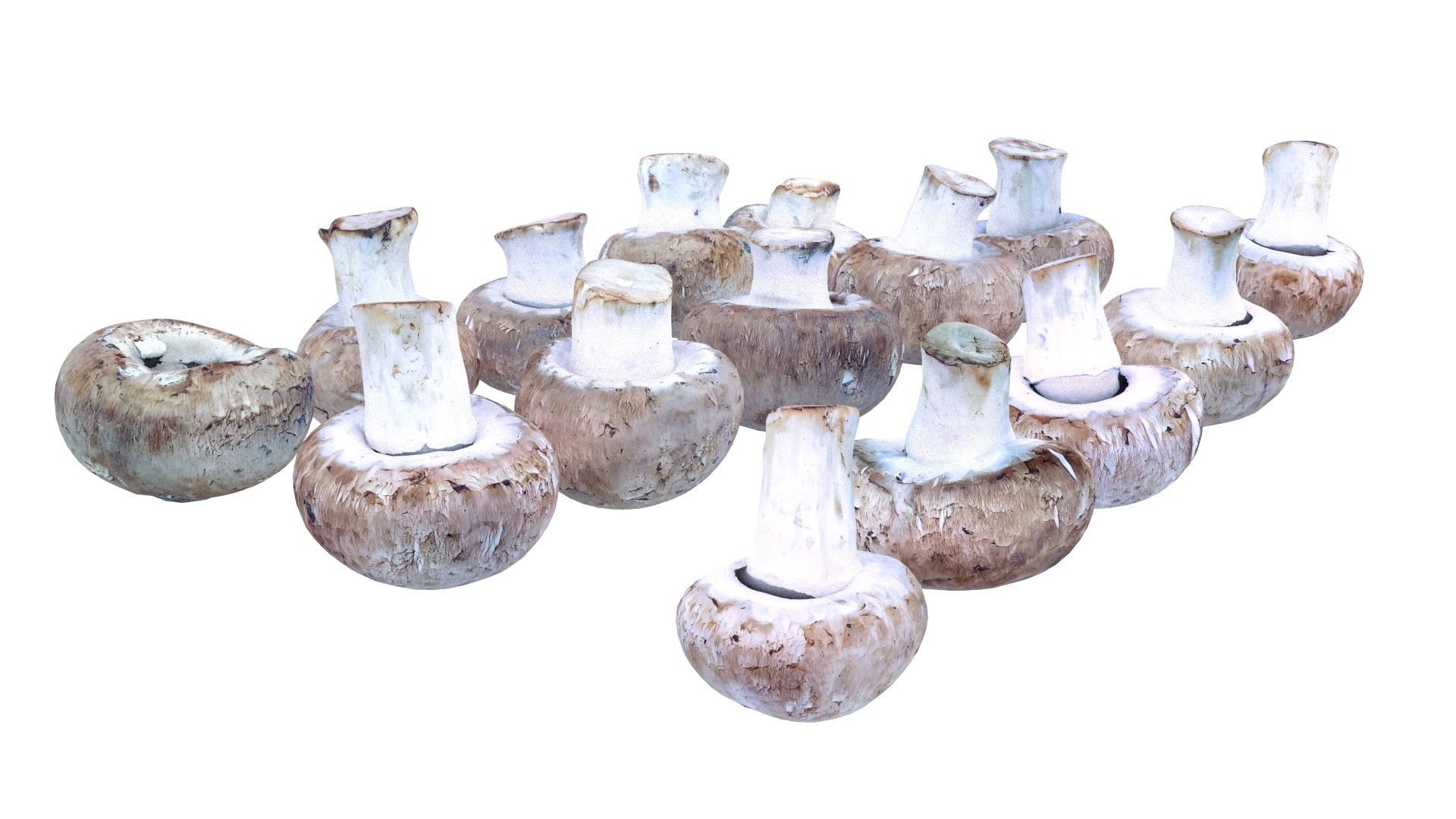 Brown Mushroom Scan Set Low-poly 3D model_23