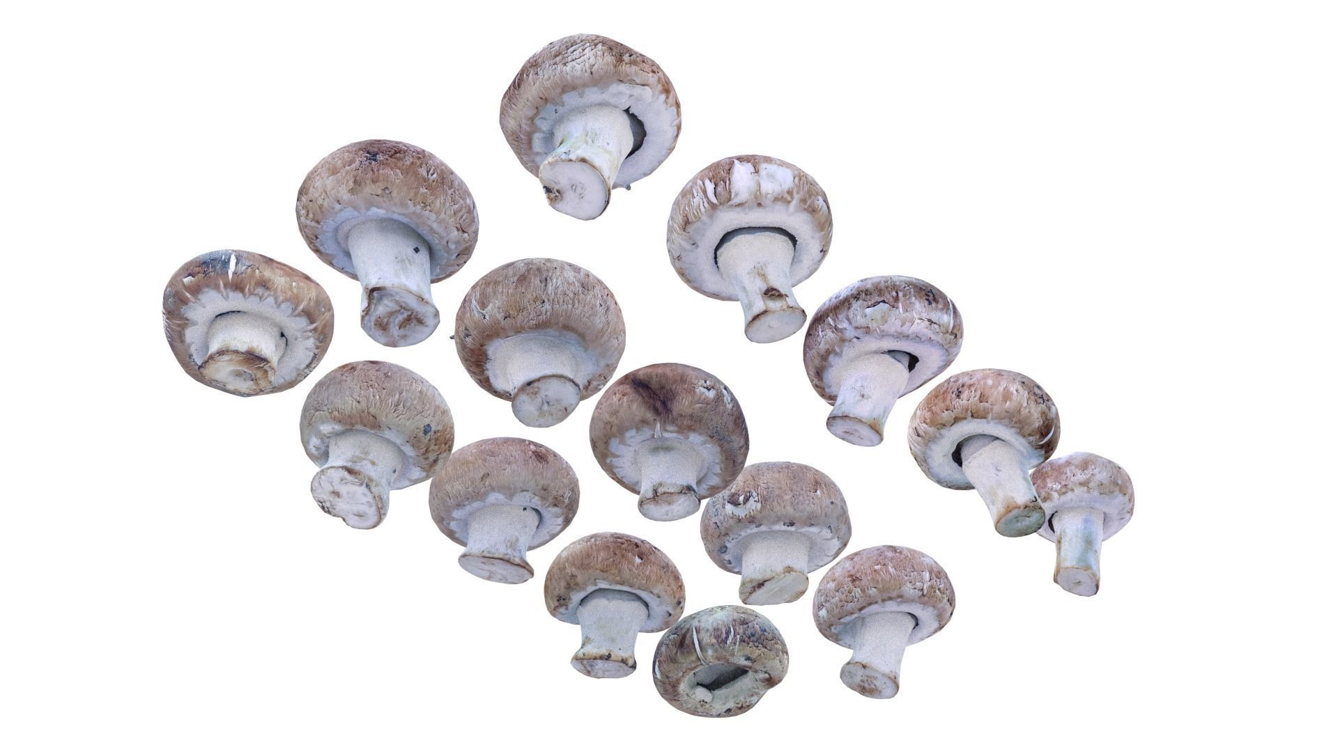 Brown Mushroom Scan Set Low-poly 3D model_14