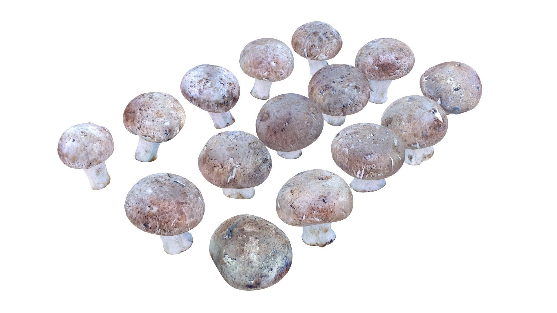 Brown Mushroom Scan Set Low-poly 3D model_11
