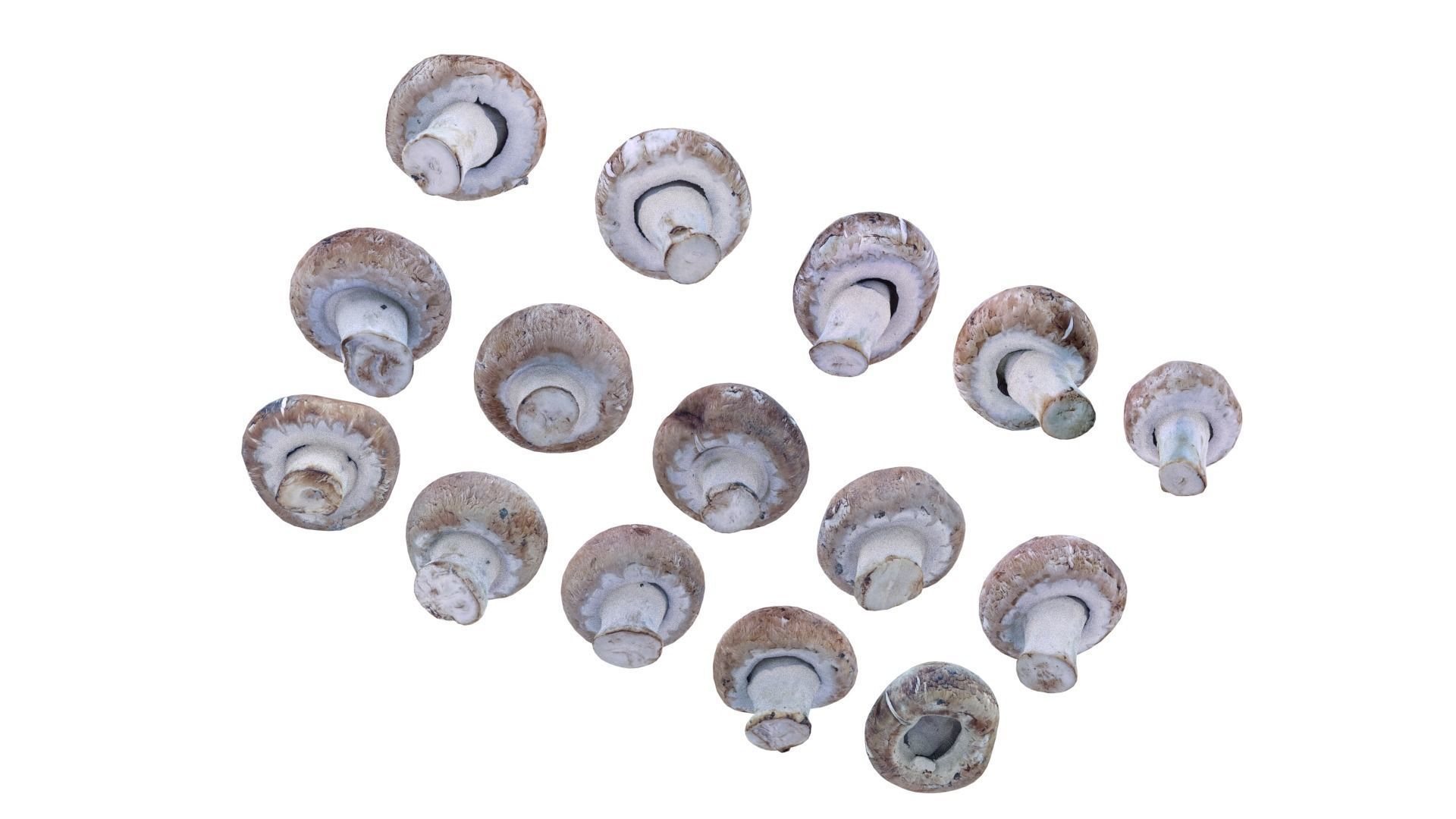 Brown Mushroom Scan Set Low-poly 3D model_15