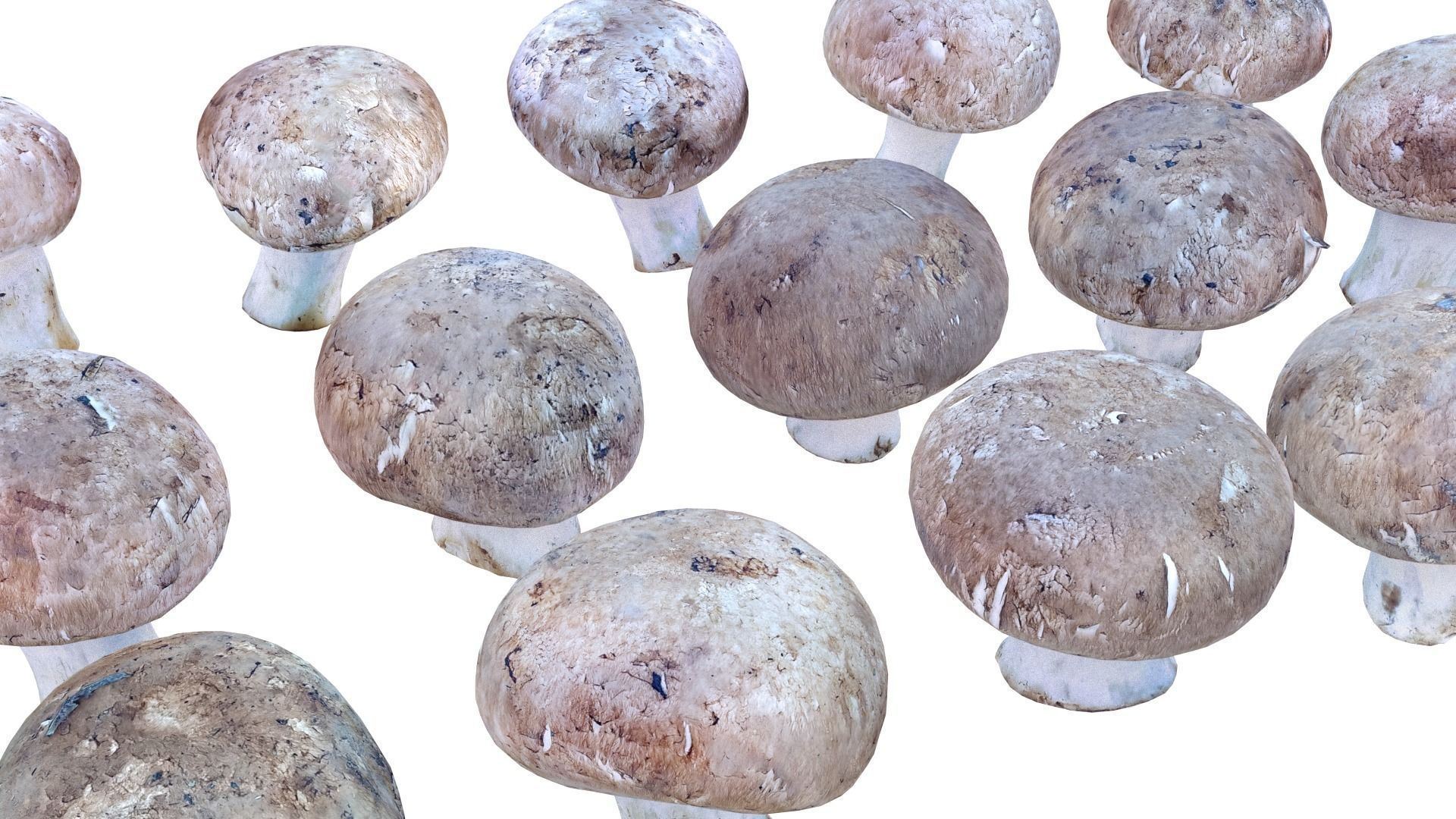 Brown Mushroom Scan Set Low-poly 3D model_25