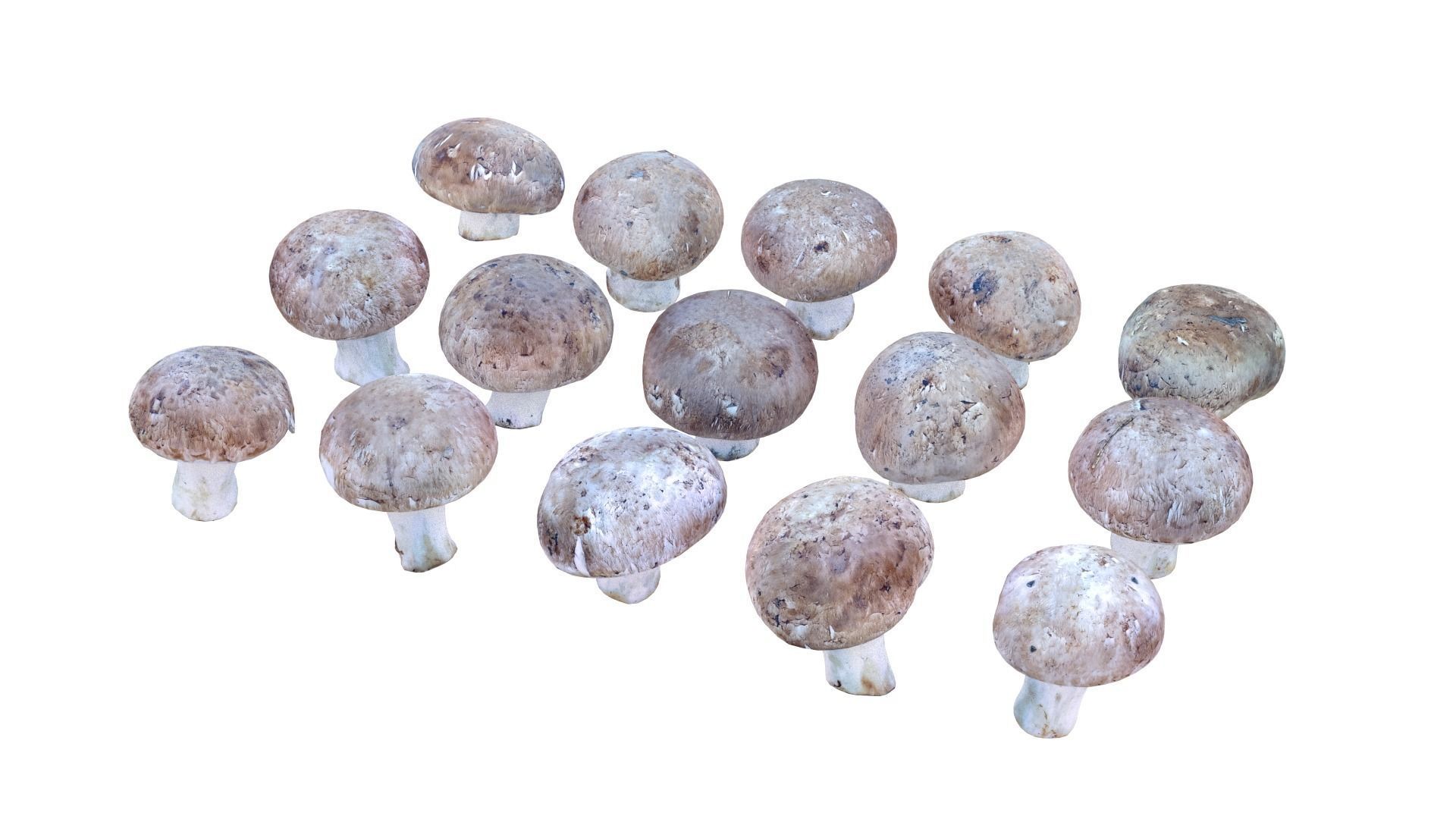 Brown Mushroom Scan Set Low-poly 3D model_9