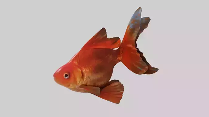 Goldfish animation  Low-poly 3D model