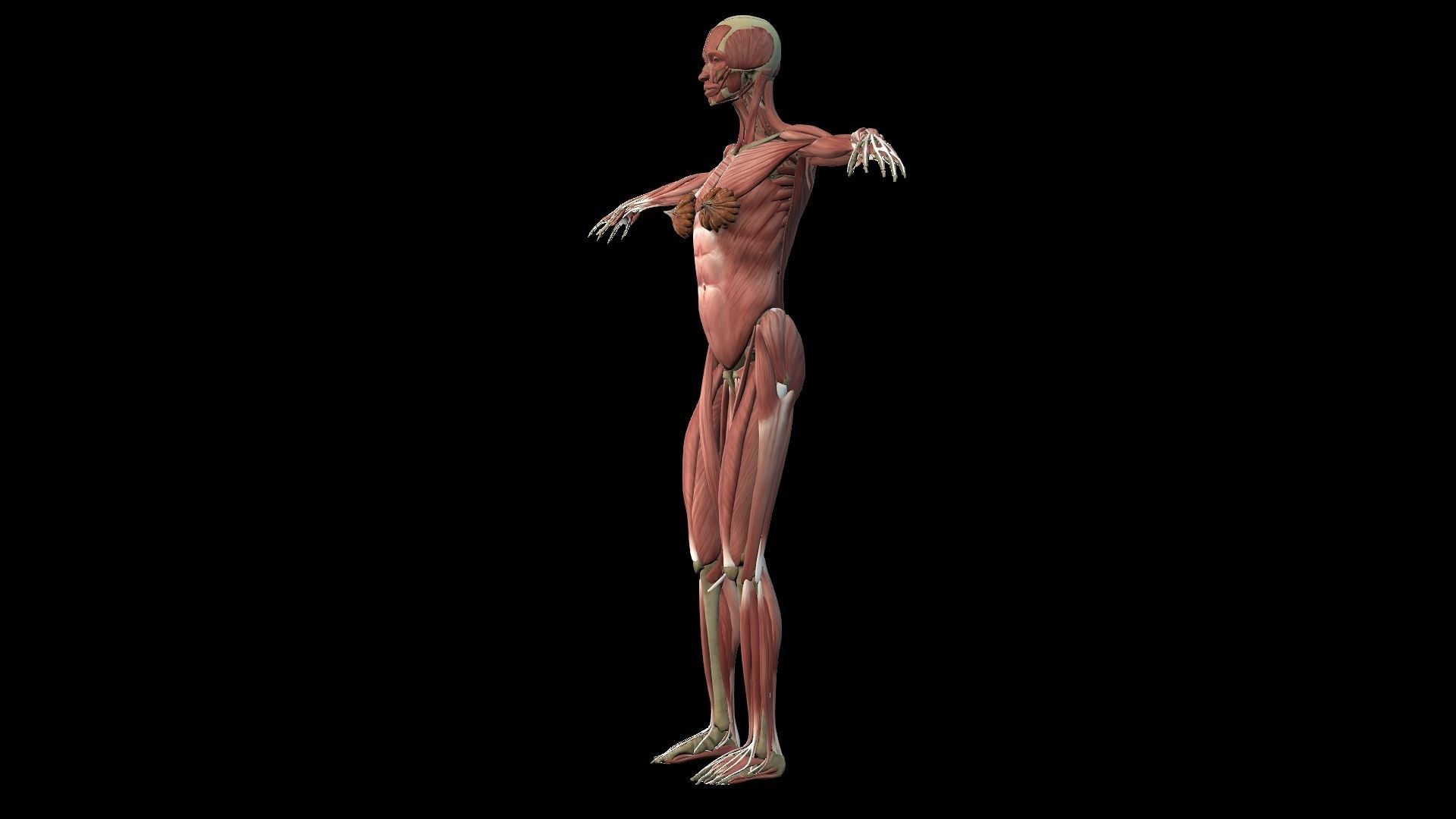 Female Muscle System 3D model_3