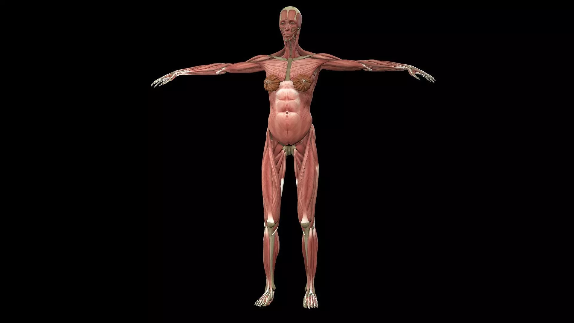 Female Muscle System 3D model_0
