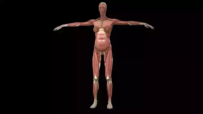 Female Muscle System 3D model