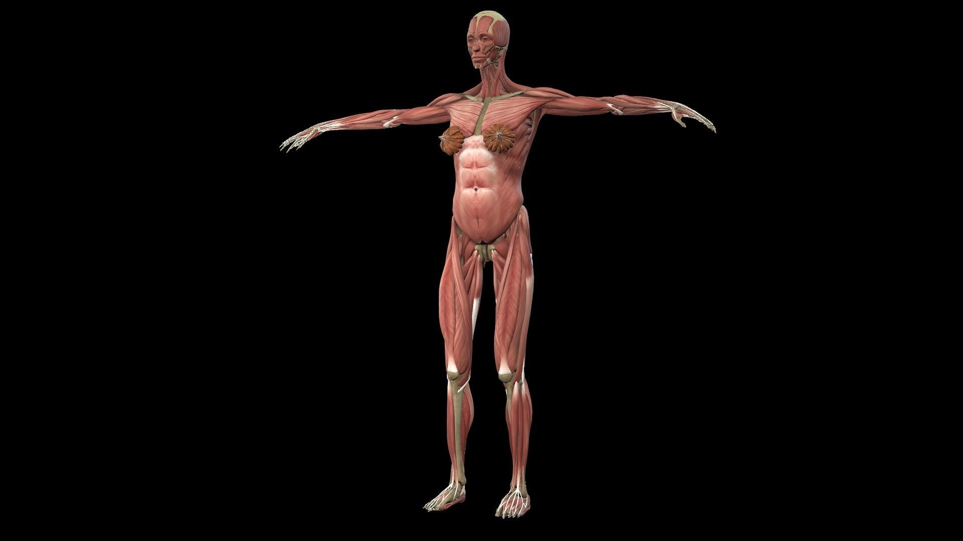 Female Muscle System 3D model_1