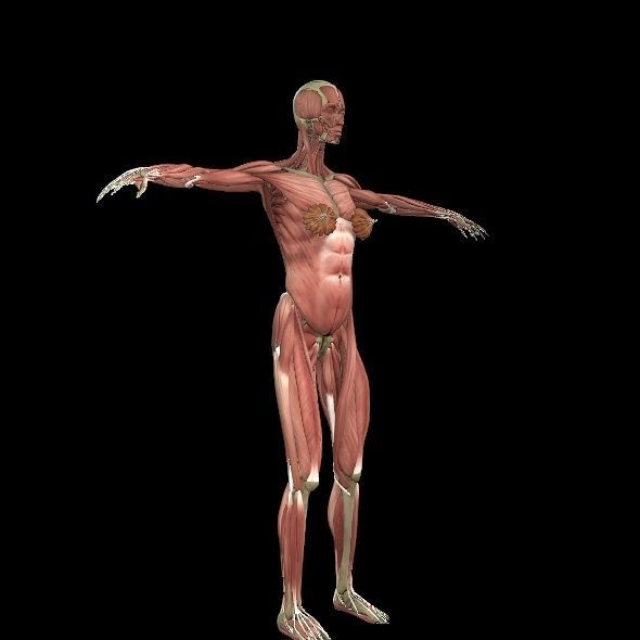 Female Muscle System 3D model_7