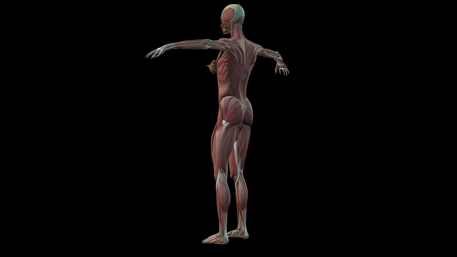 Female Muscle System 3D model_5