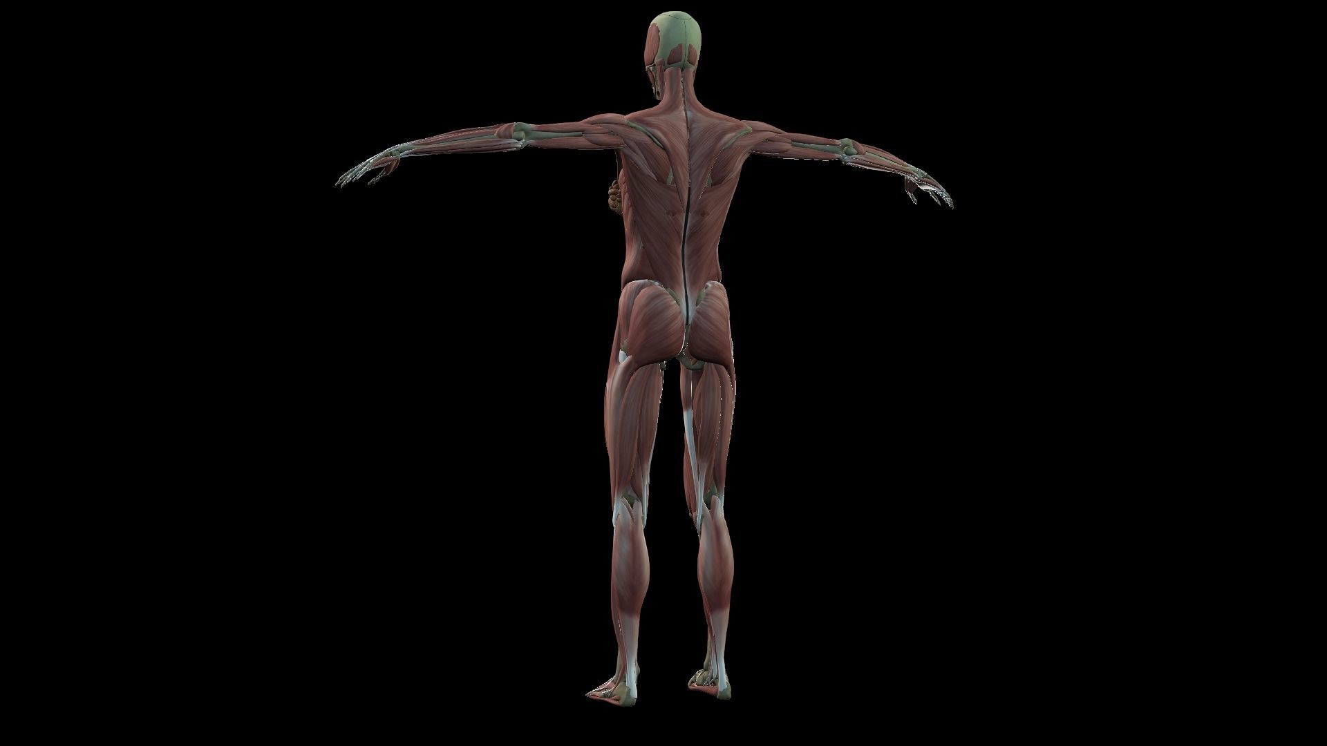 Female Muscle System 3D model_6