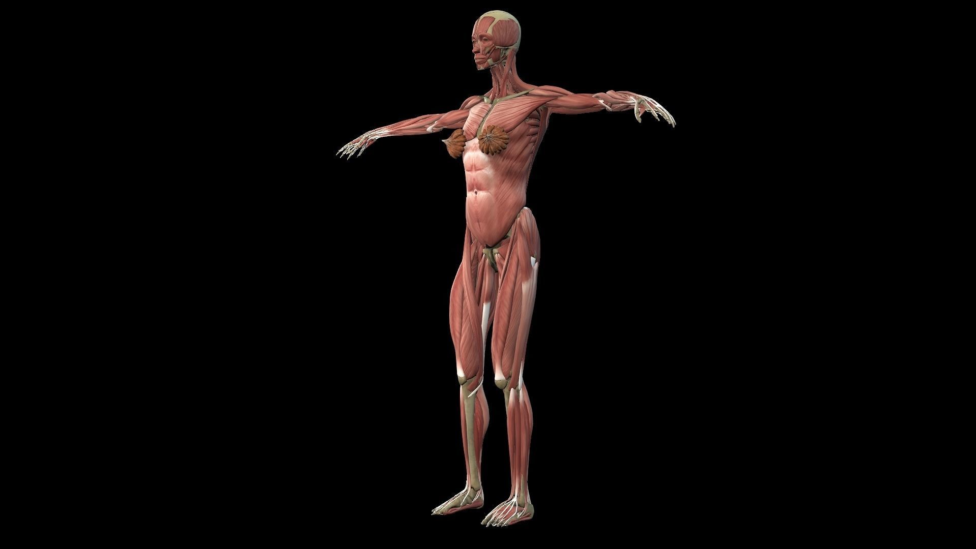 Female Muscle System 3D model_2
