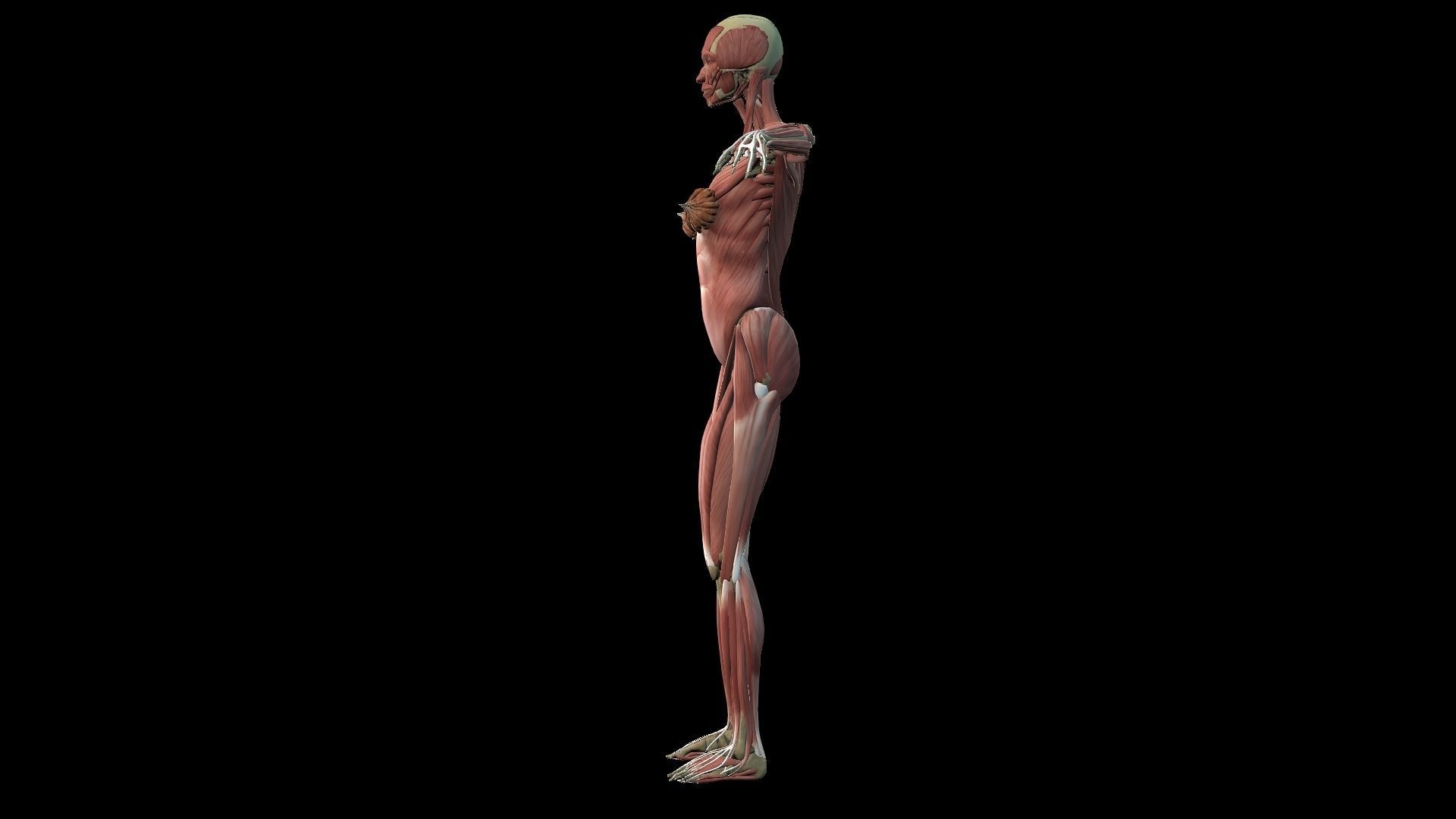 Female Muscle System 3D model_4
