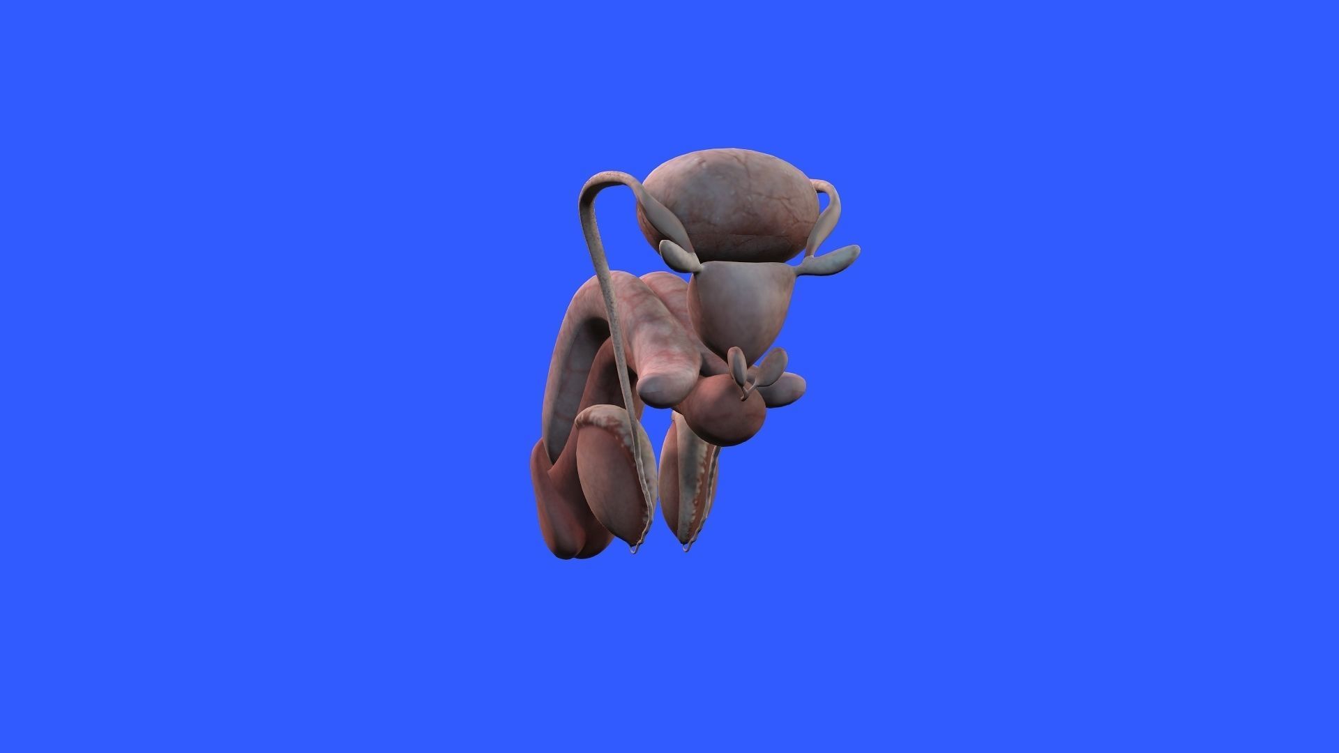 Male Genital 3D model_4