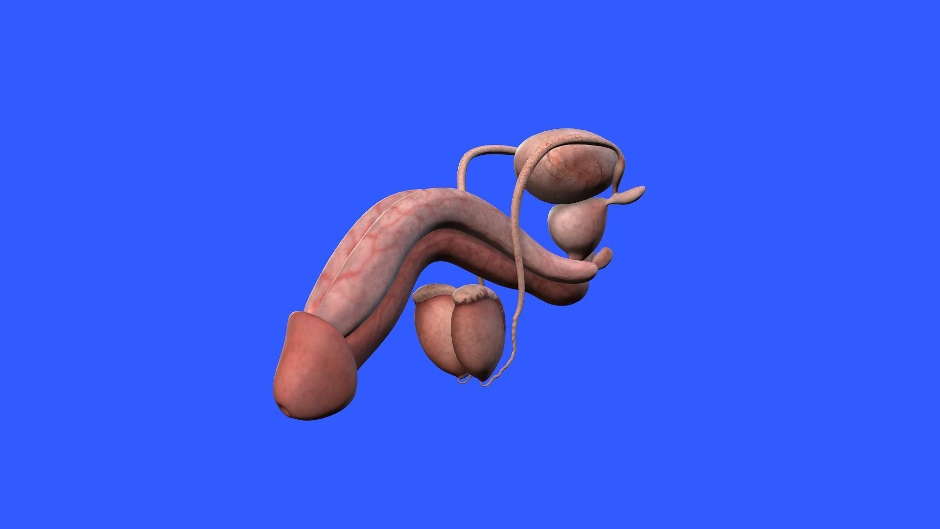 Male Genital 3D model_1