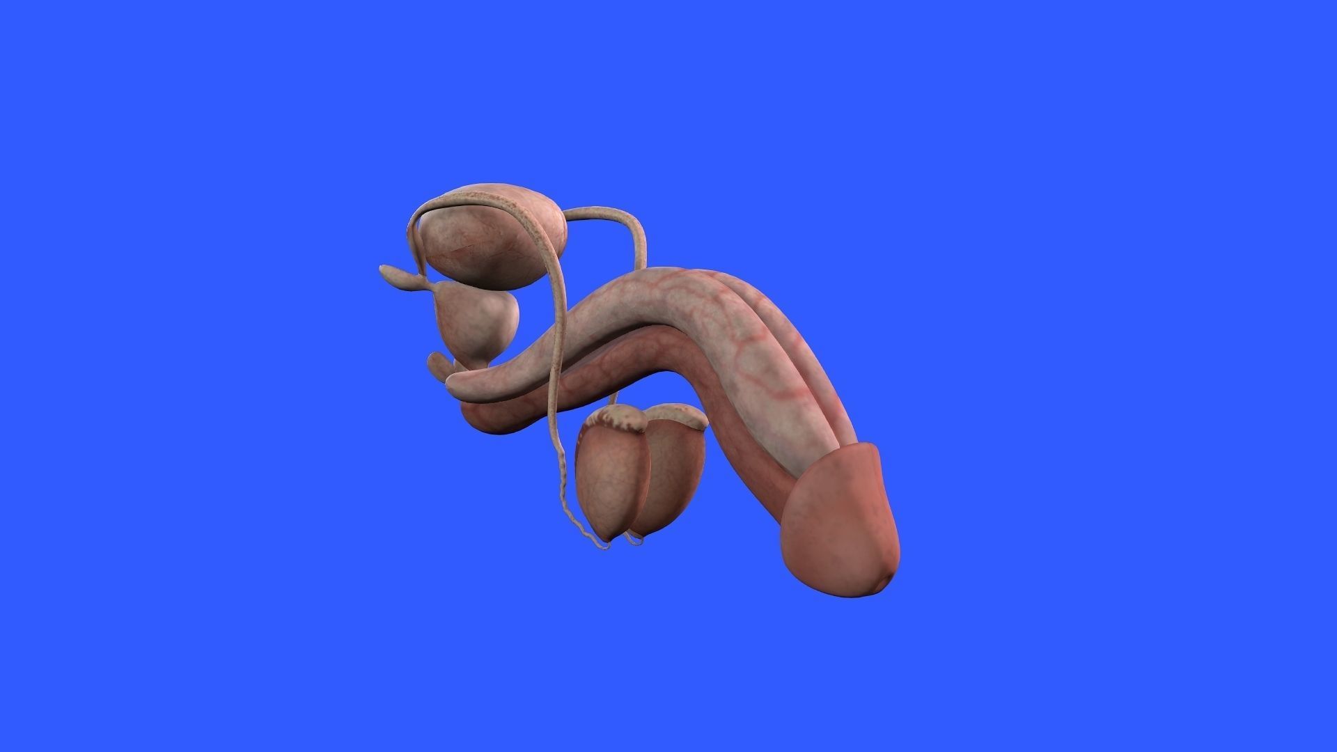 Male Genital 3D model_7