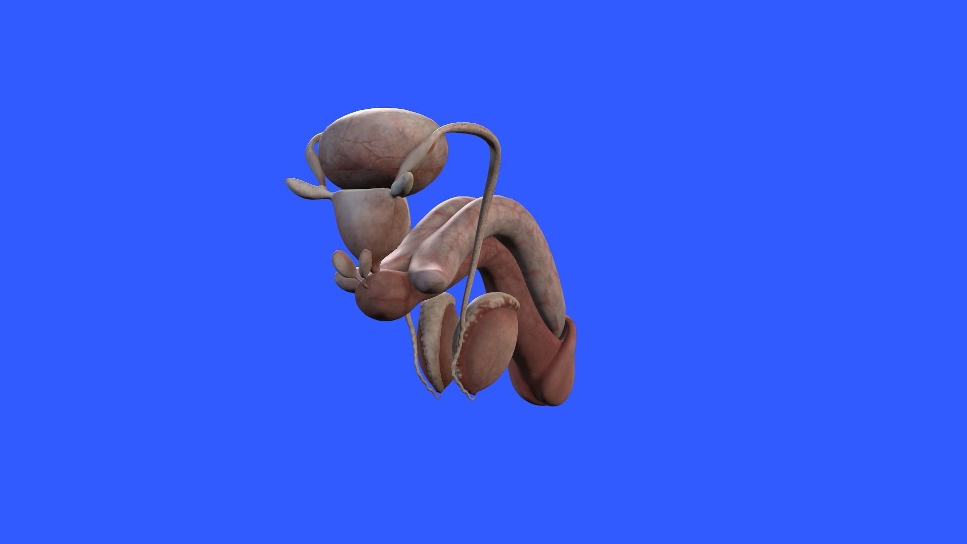 Male Genital 3D model_5