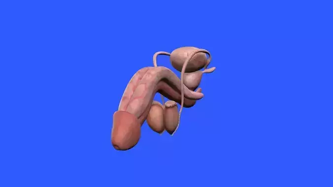 Male Genital 3D model
