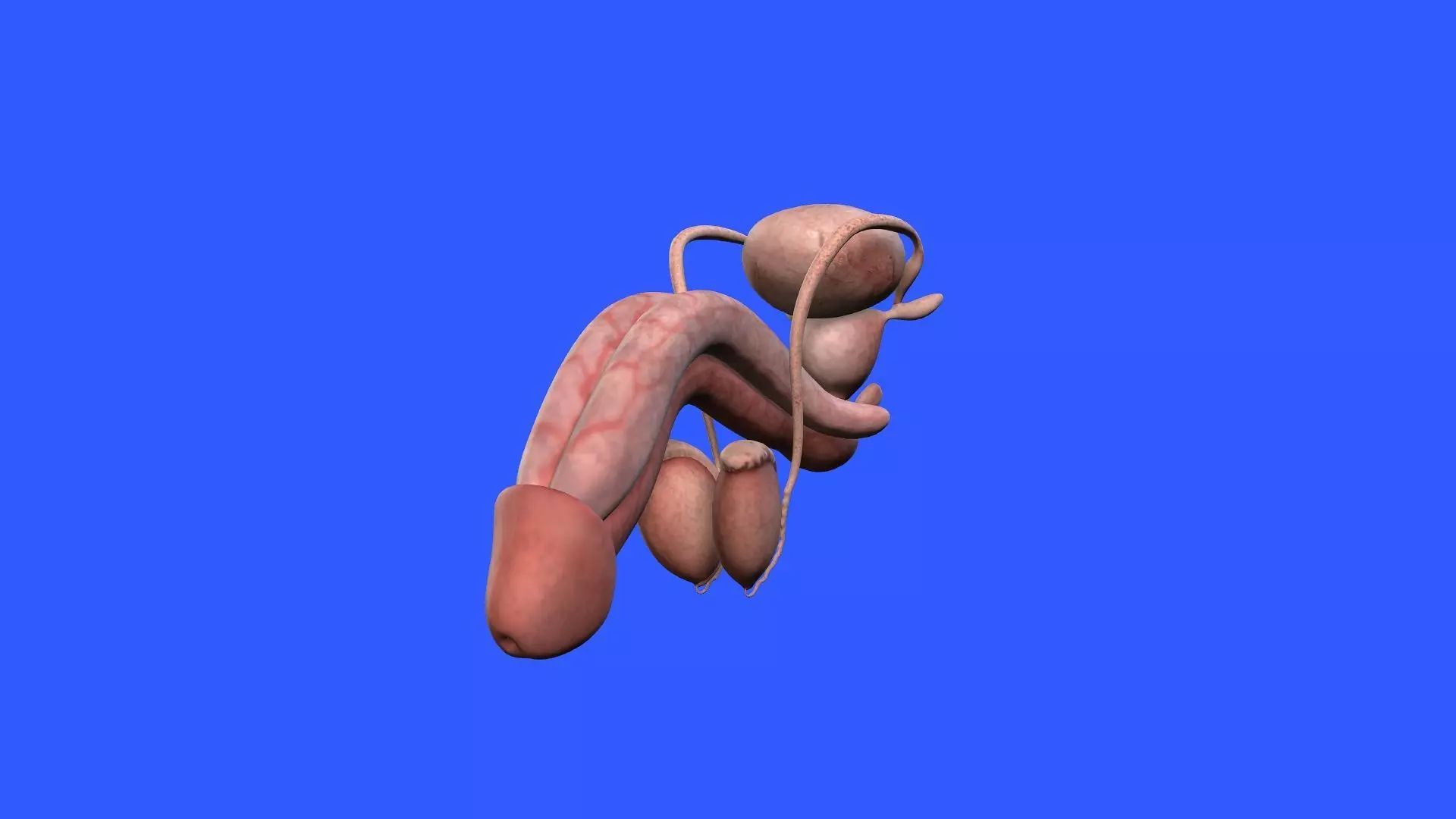 Male Genital 3D model_0