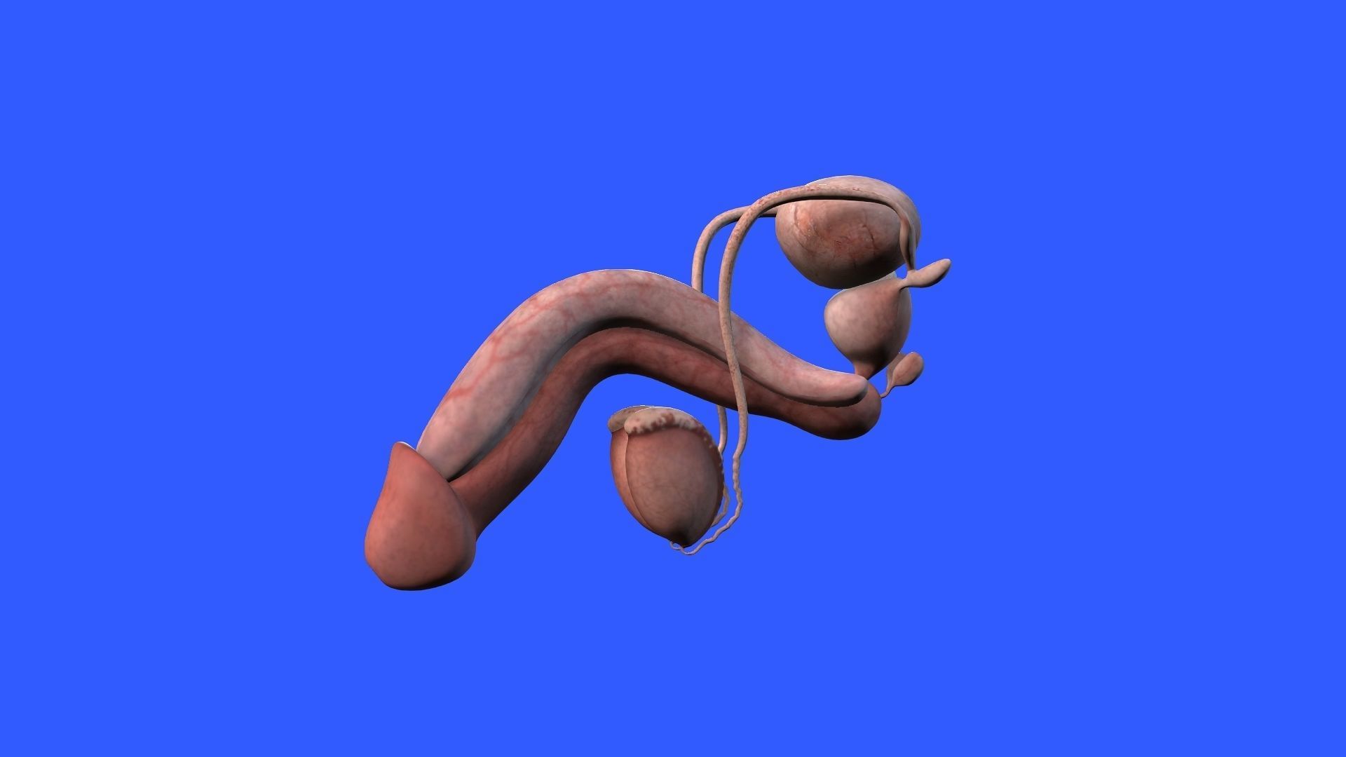 Male Genital 3D model_2