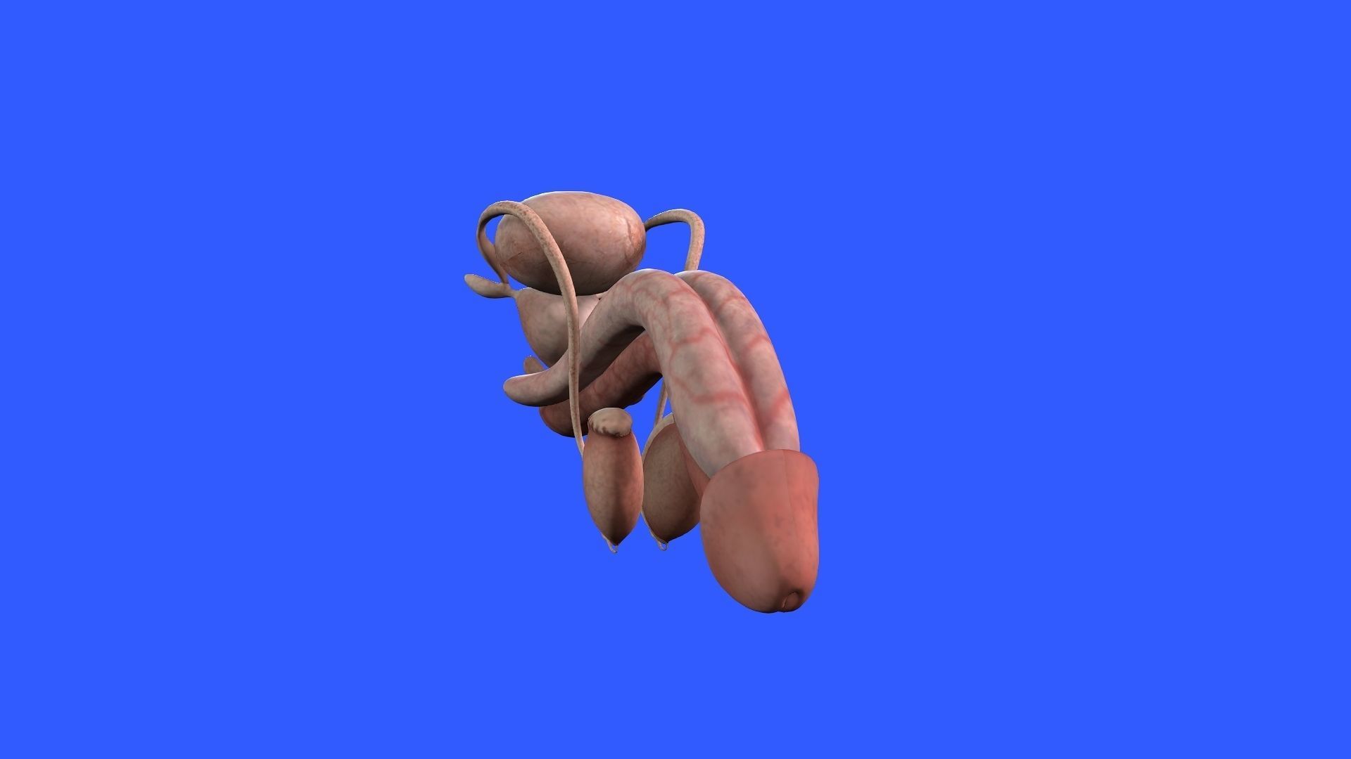 Male Genital 3D model_8