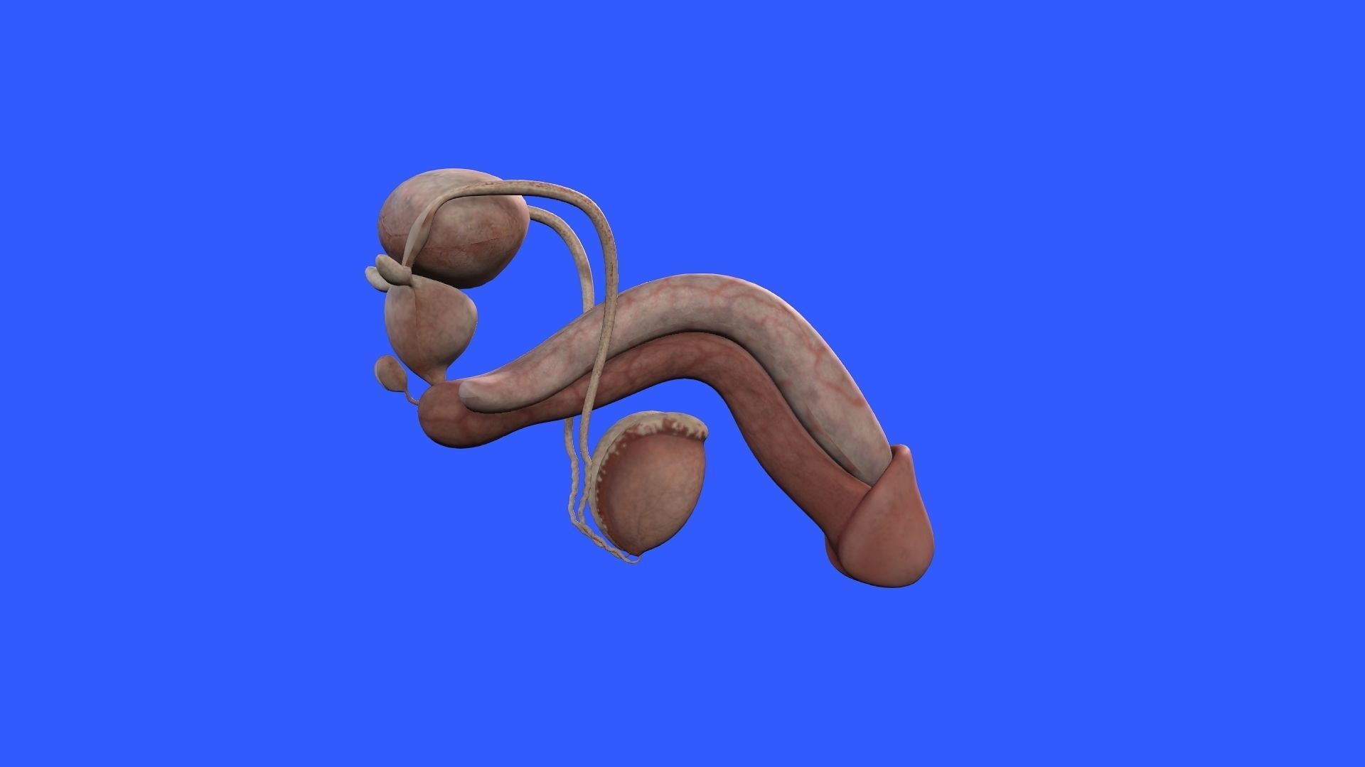 Male Genital 3D model_6