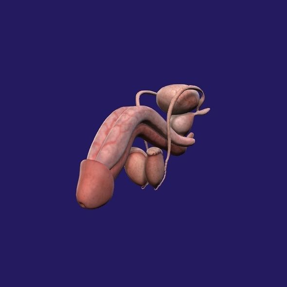 Male Genital 3D model_10