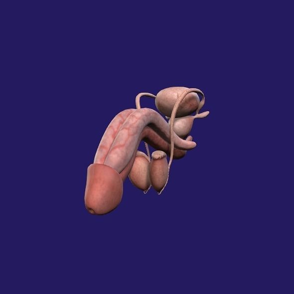 Male Genital 3D model_9