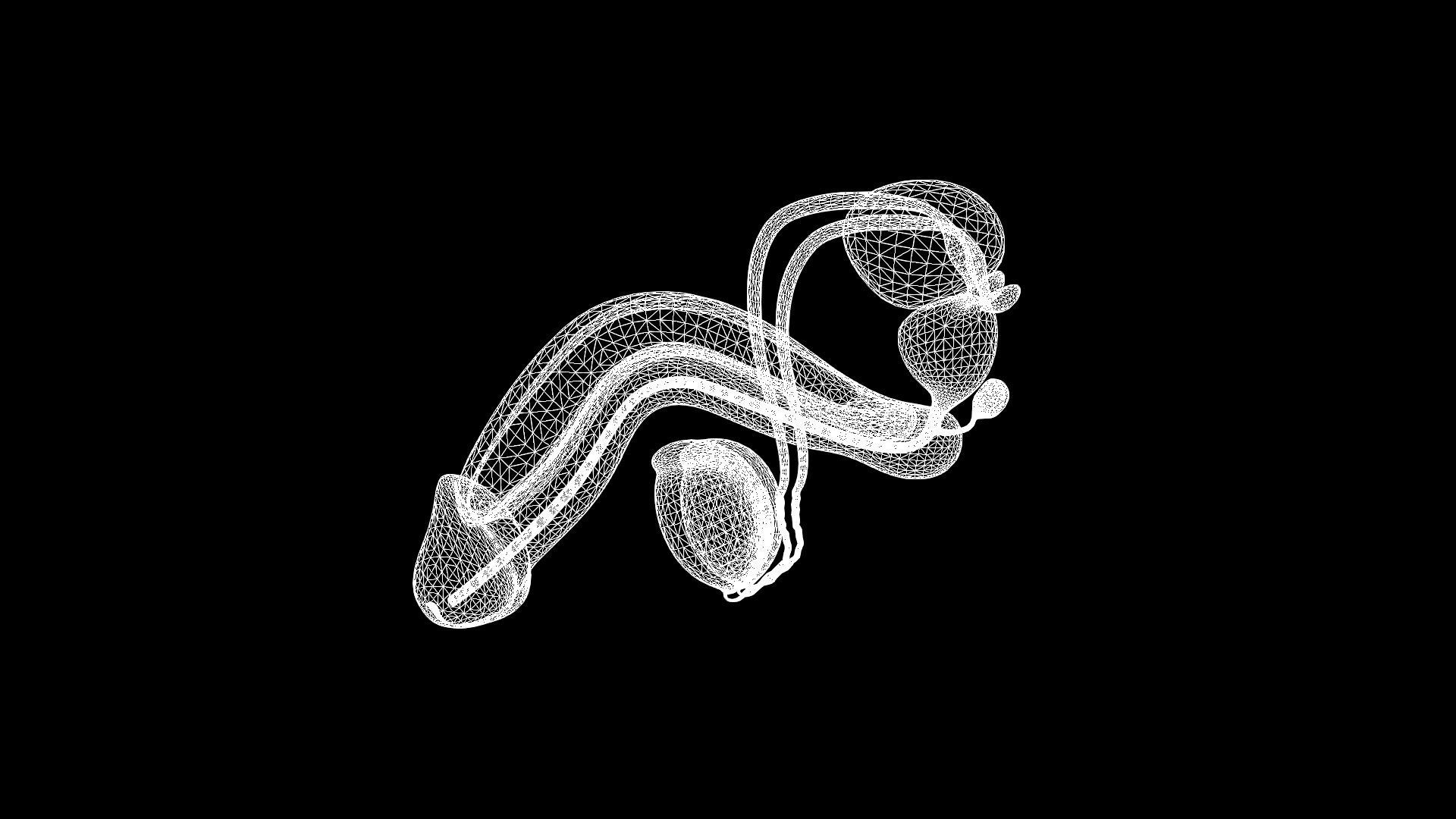 Male Genital 3D model_12