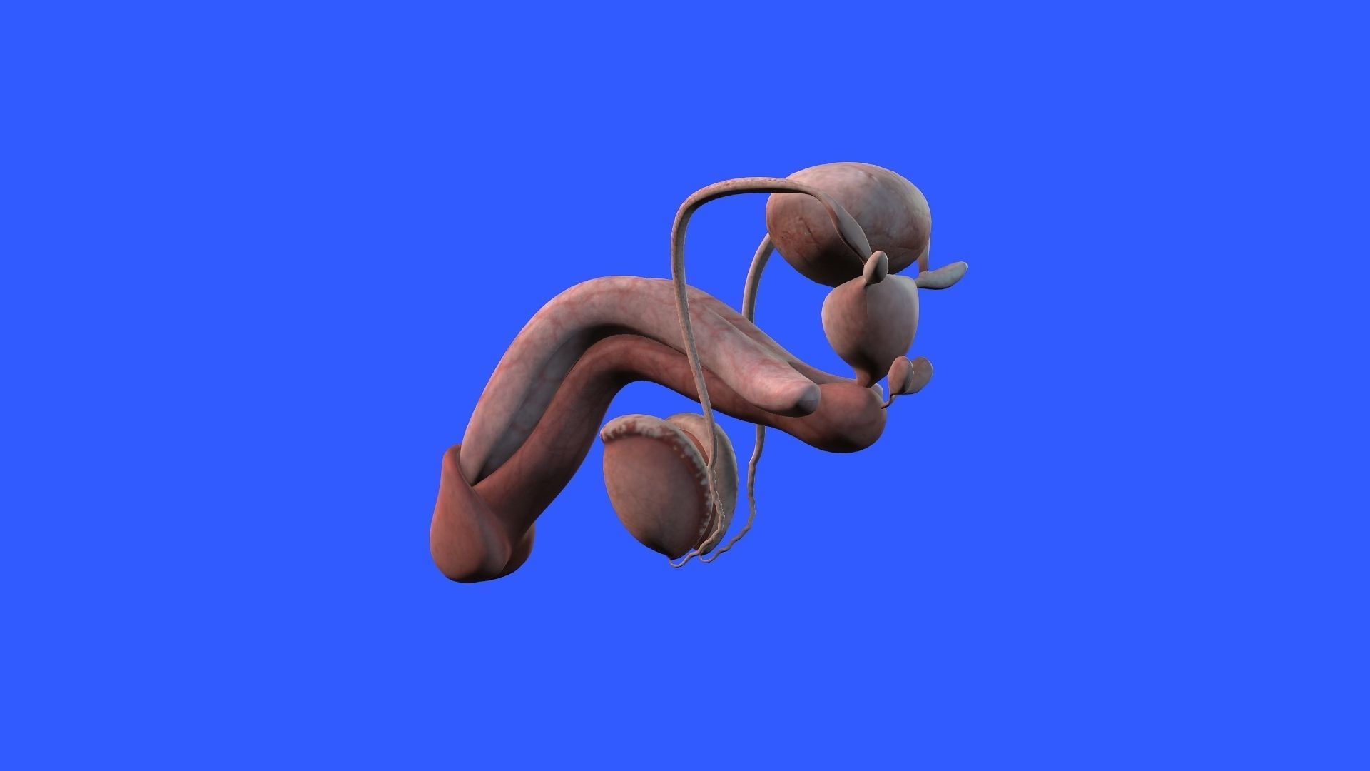 Male Genital 3D model_3