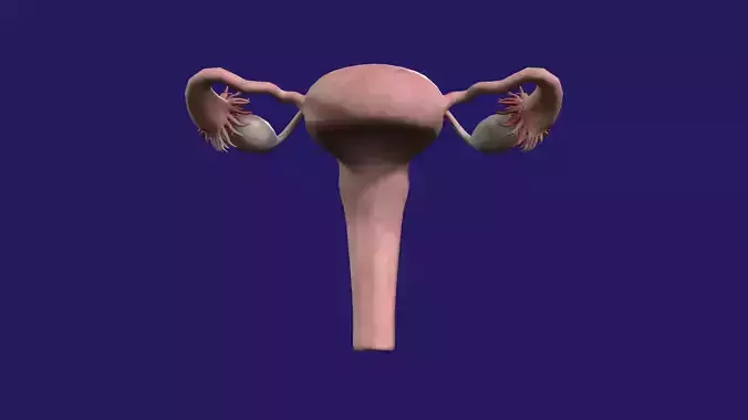 Female Reproduction System 3D model
