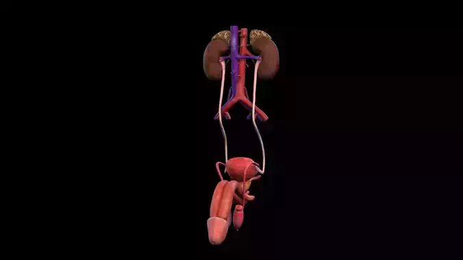 Urogenital Male 3D model